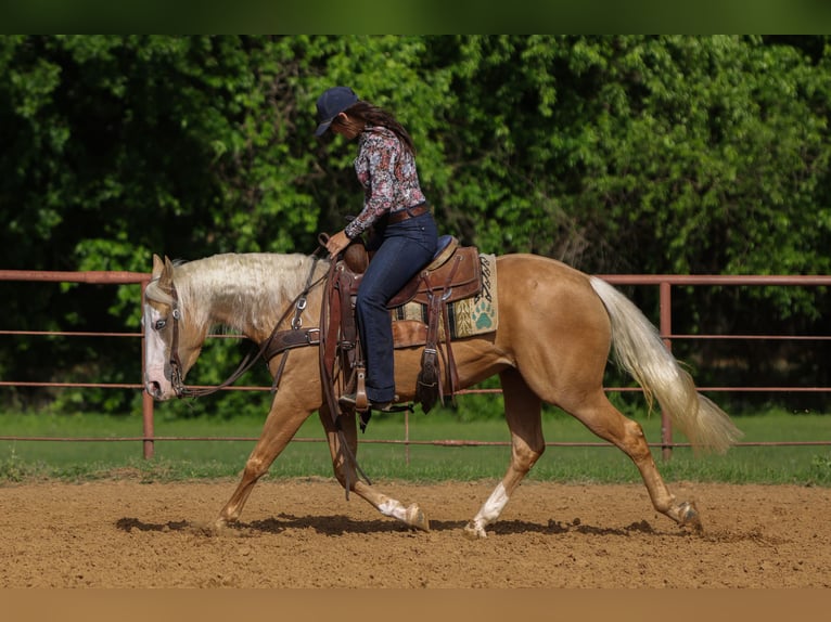 American Quarter Horse Mare 4 years Palomino in Rusk
