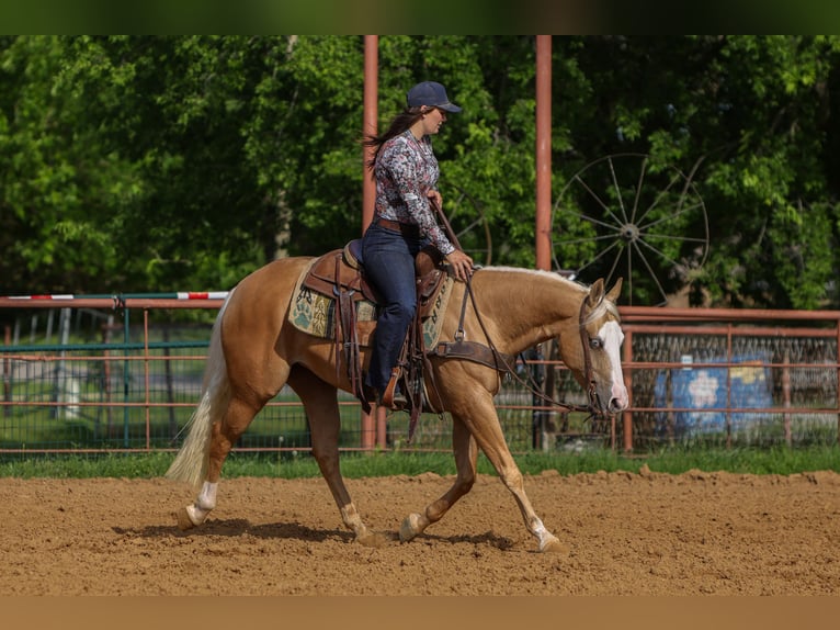 American Quarter Horse Mare 4 years Palomino in Rusk
