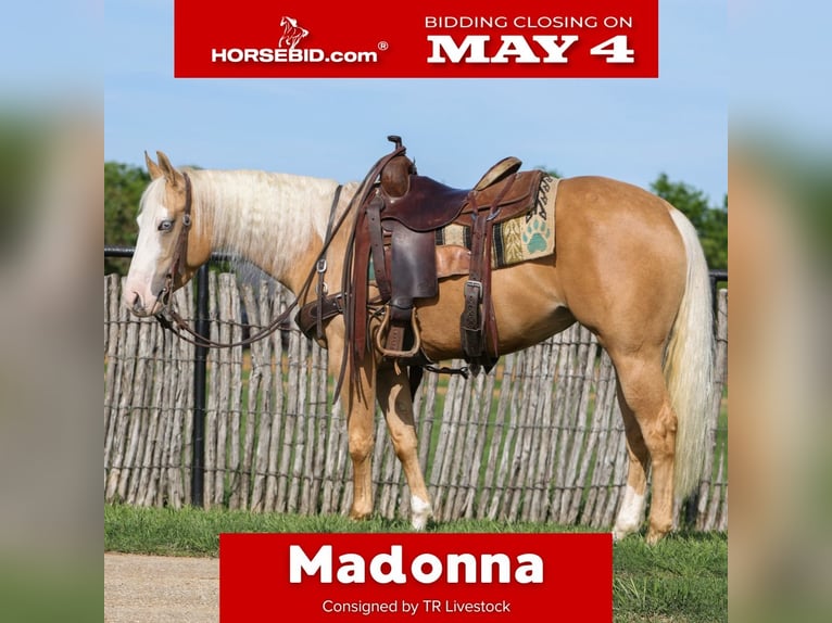 American Quarter Horse Mare 4 years Palomino in Rusk