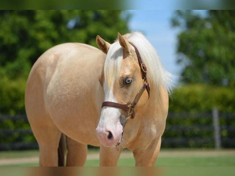 American Quarter Horse Mare 4 years Palomino in Kamp-Lintfort