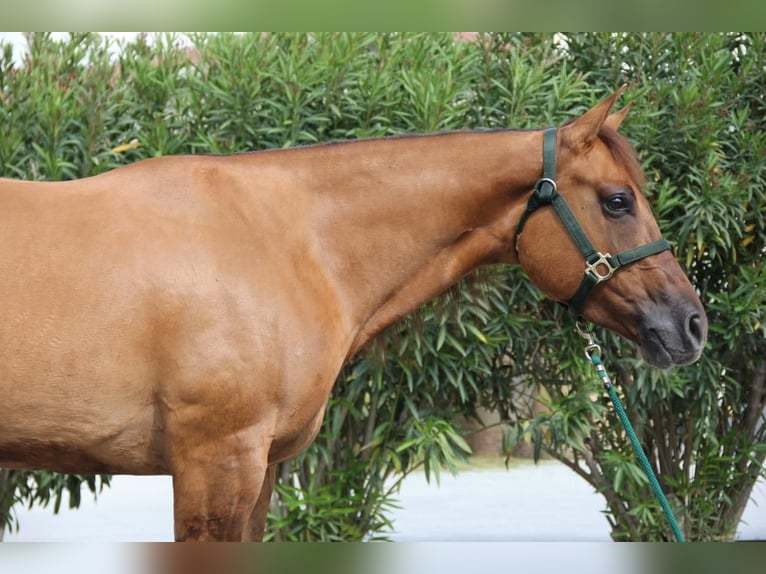 American Quarter Horse Mare 4 years Red Dun in GEISENFELD