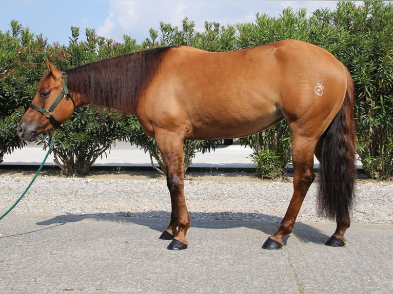 American Quarter Horse Mare 4 years Red Dun in GEISENFELD