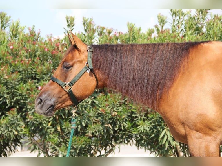 American Quarter Horse Mare 4 years Red Dun in GEISENFELD