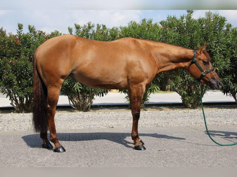 American Quarter Horse Mare 4 years Red Dun in GEISENFELD