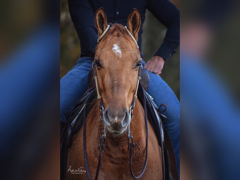 American Quarter Horse Mare 4 years Red Dun in Schoondijke