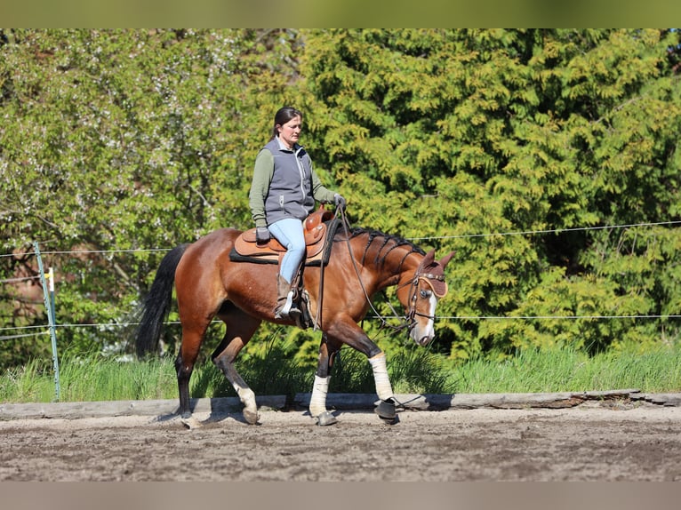 American Quarter Horse Mare 4 years  in Salzgitter Groß Mahner