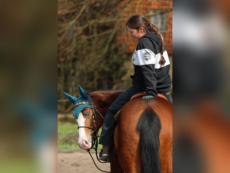 American Quarter Horse Mare 4 years  in Salzgitter Groß Mahner