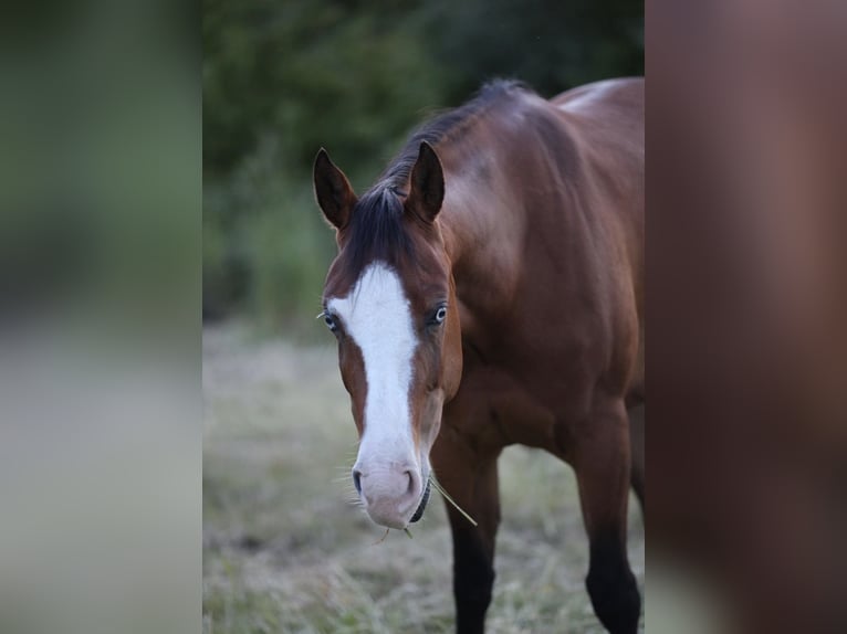 American Quarter Horse Mare 4 years  in Salzgitter Groß Mahner