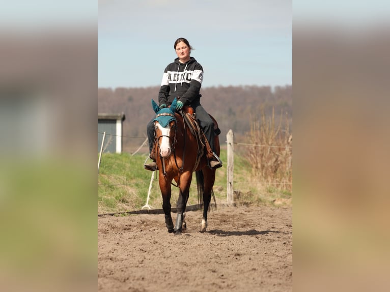 American Quarter Horse Mare 4 years  in Salzgitter Groß Mahner