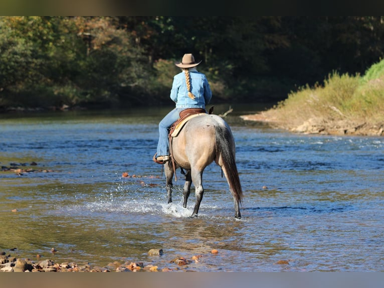 American Quarter Horse Mare 4 years Roan-Bay in Clarion