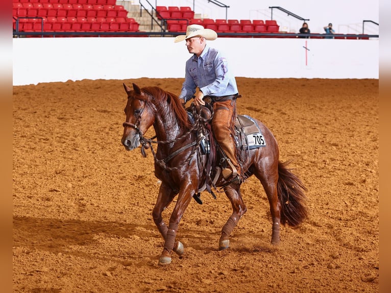 American Quarter Horse Mare 4 years Sorrel in Waco