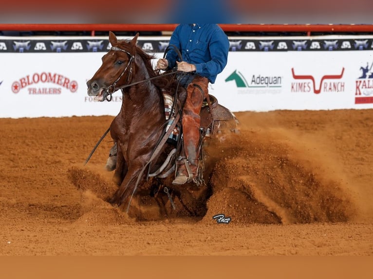 American Quarter Horse Mare 4 years Sorrel in Waco