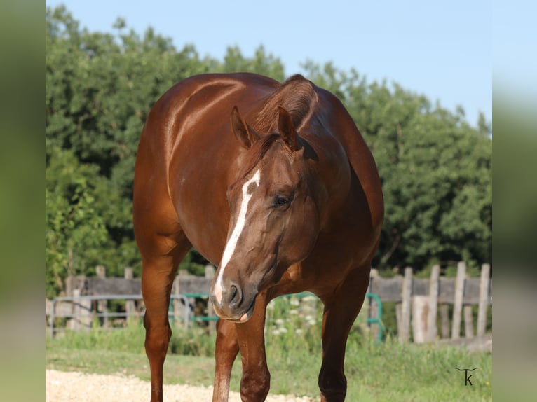 American Quarter Horse Mare 4 years Sorrel in Bellevue