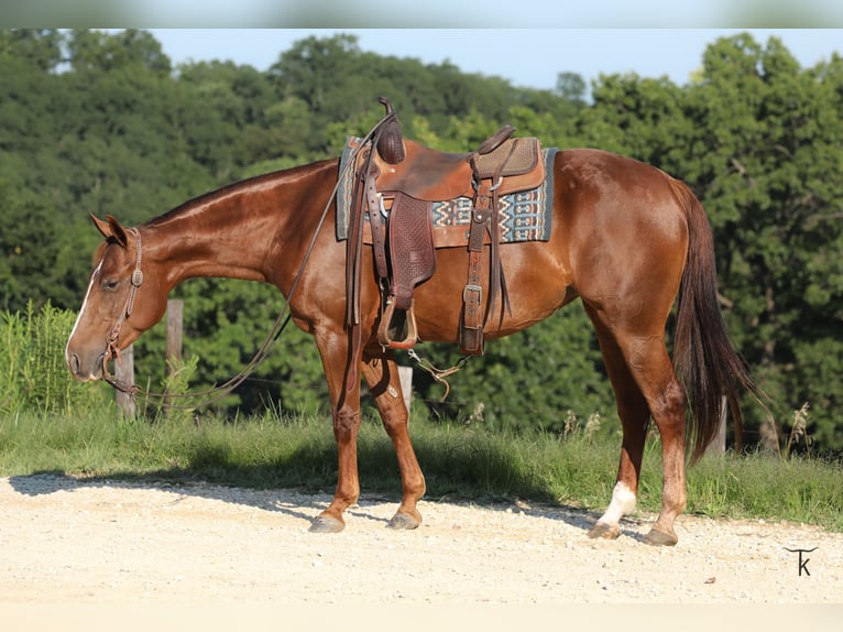 American Quarter Horse Mare 4 years Sorrel in Bellevue