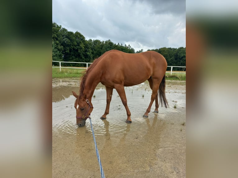 American Quarter Horse Mare 4 years in Ostermiething