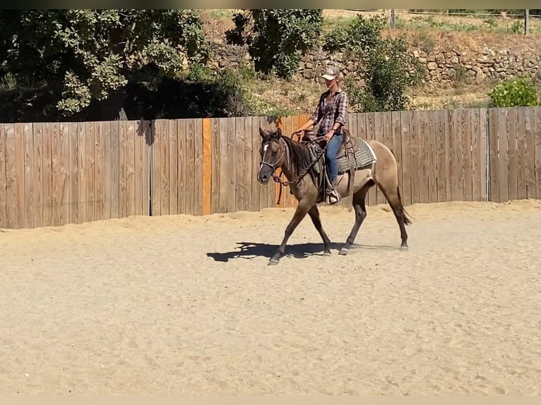 American Quarter Horse Mare 5 years 13.3 hh Grullo in Montgaillard