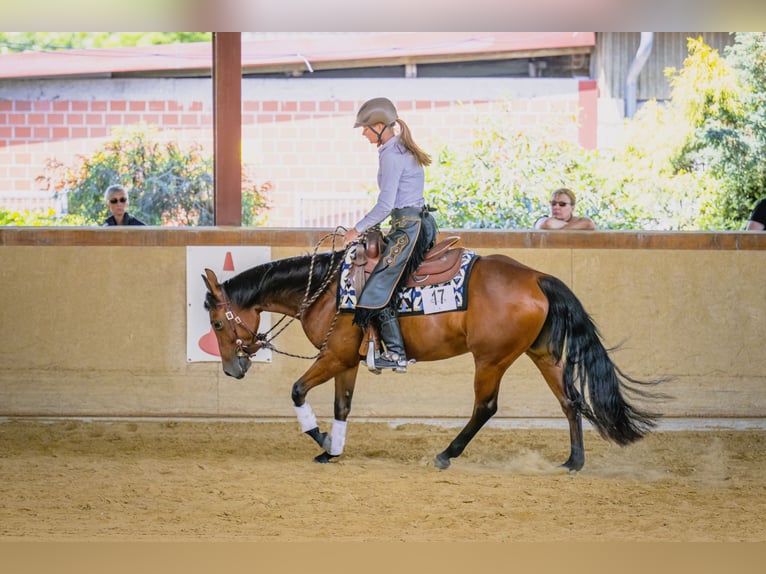 American Quarter Horse Mare 5 years 14.1 hh Brown in Lüdinghausen