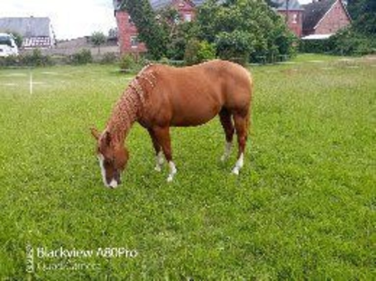 American Quarter Horse Mare 5 years 14,1 hh Chestnut-Red in Osterburg