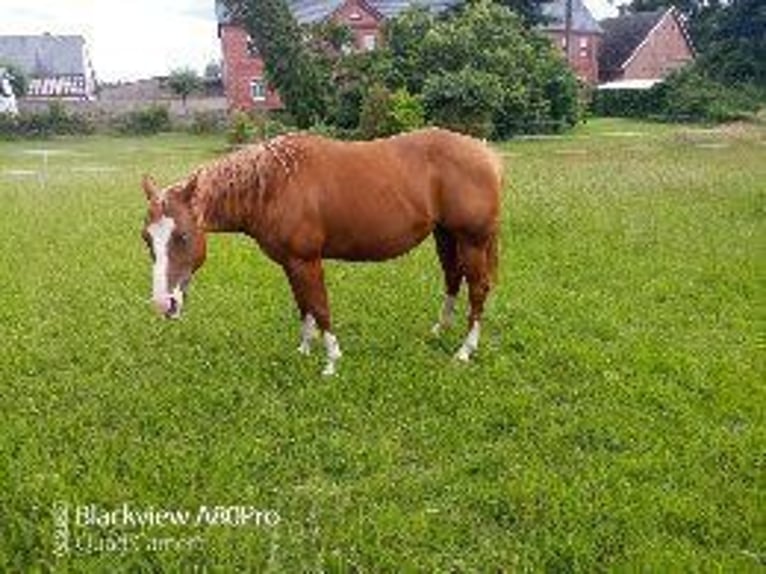 American Quarter Horse Mare 5 years 14,1 hh Chestnut-Red in Osterburg