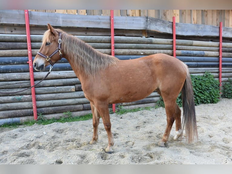 American Quarter Horse Mare 5 years 14.1 hh Chestnut-Red in Landau an der Isar