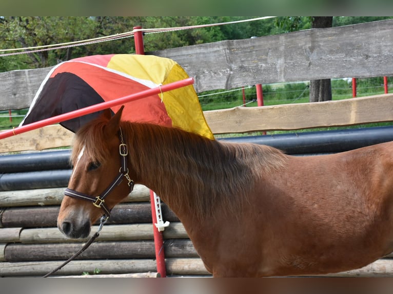 American Quarter Horse Mare 5 years 14.1 hh Chestnut-Red in Landau an der Isar