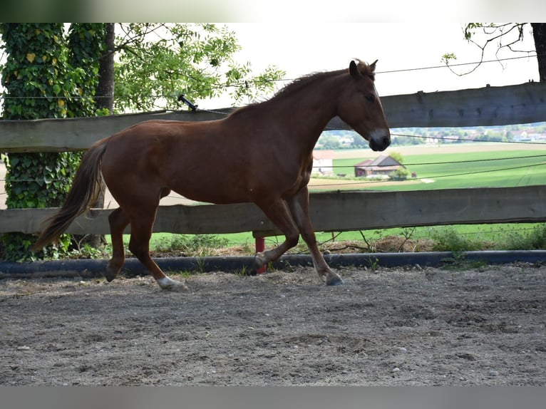 American Quarter Horse Mare 5 years 14.1 hh Chestnut-Red in Landau an der Isar