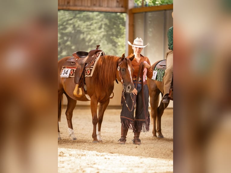 American Quarter Horse Mare 5 years 14,1 hh Chestnut-Red in Haiming