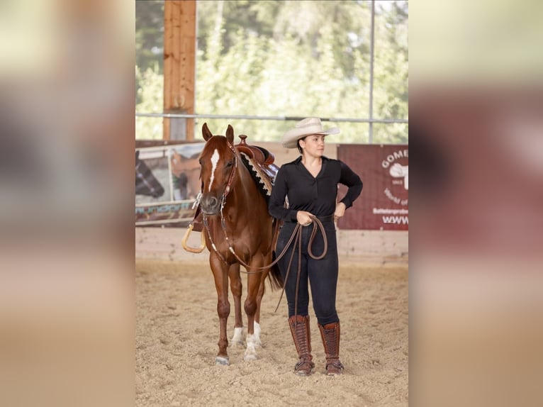 American Quarter Horse Mare 5 years 14,1 hh Chestnut-Red in Haiming