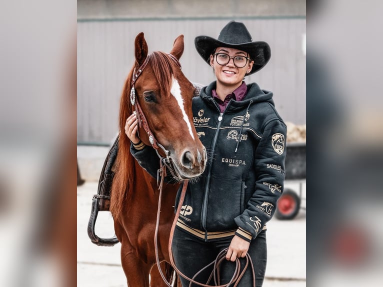 American Quarter Horse Mare 5 years 14,1 hh Chestnut-Red in Haiming