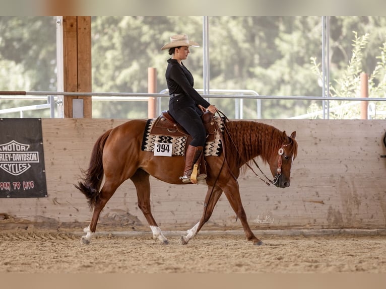 American Quarter Horse Mare 5 years 14,1 hh Chestnut-Red in Haiming