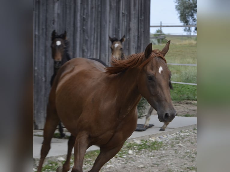 American Quarter Horse Mare 5 years 14,1 hh Chestnut in Burgkichen