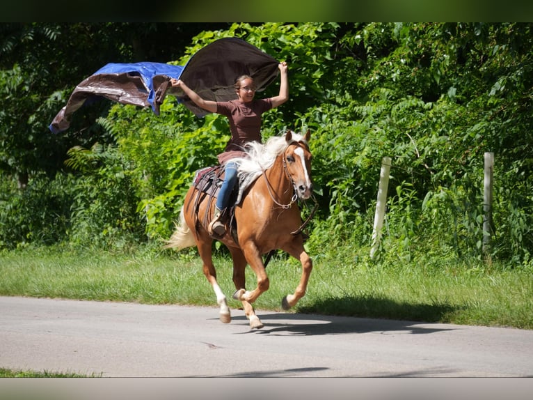 American Quarter Horse Mare 5 years 14,1 hh Palomino in Fresno, OH