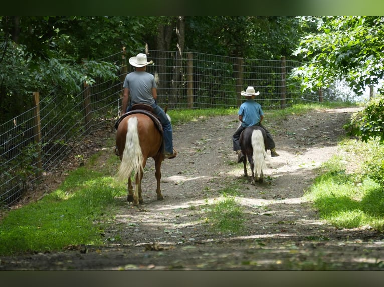 American Quarter Horse Mare 5 years 14,1 hh Palomino in Fresno, OH