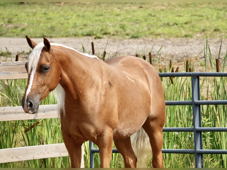 American Quarter Horse Mare 5 years 14,1 hh Palomino in Fresno, OH