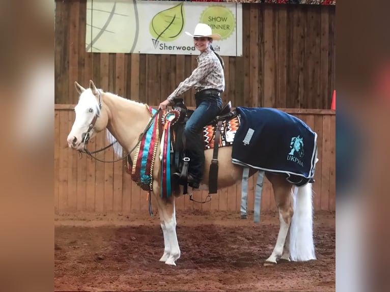 American Quarter Horse Mare 5 years 14,1 hh Palomino in Broadway