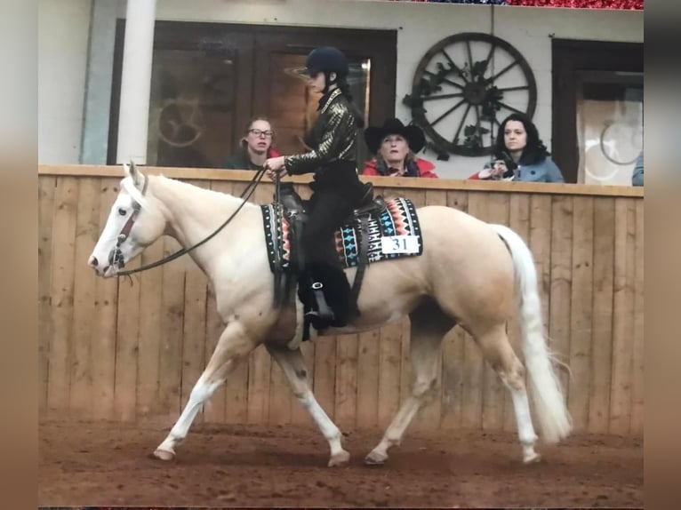 American Quarter Horse Mare 5 years 14,1 hh Palomino in Broadway