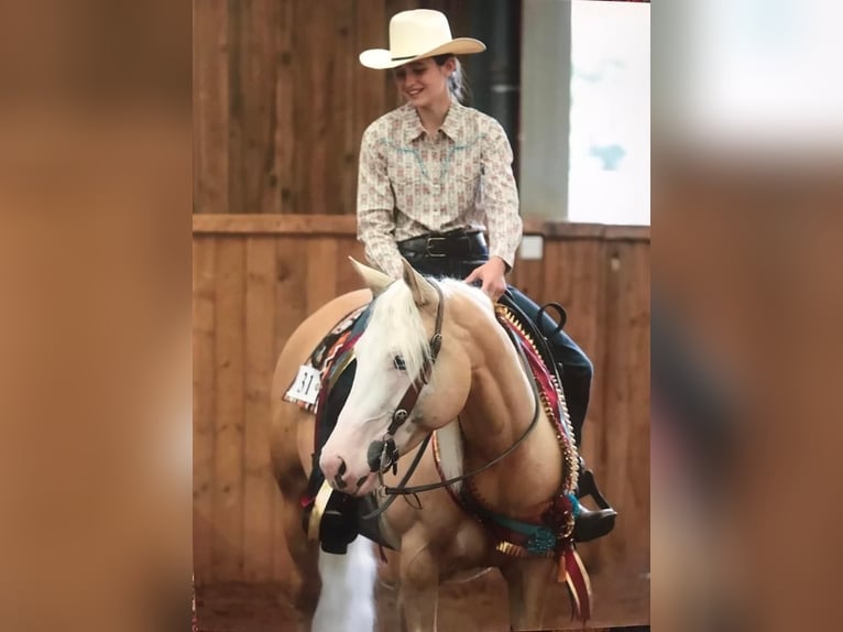 American Quarter Horse Mare 5 years 14,1 hh Palomino in Broadway