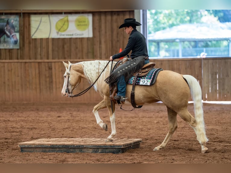 American Quarter Horse Mare 5 years 14,1 hh Palomino in Broadway