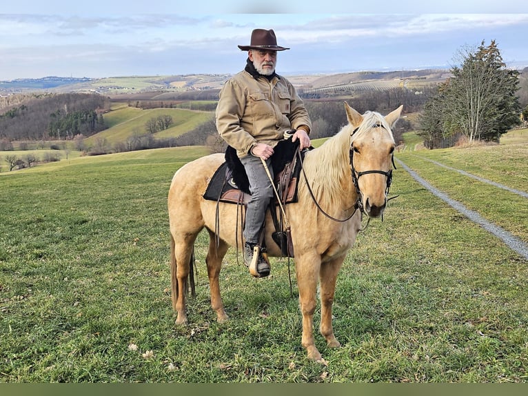 American Quarter Horse Mare 5 years 14,1 hh Palomino in M&#xFC;glitztal