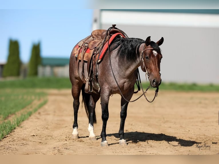 American Quarter Horse Mare 5 years 14,1 hh Roan-Bay in Bellevue, IA