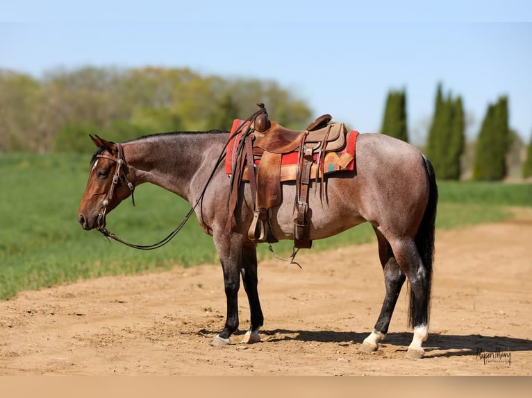 American Quarter Horse Mare 5 years 14,1 hh Roan-Bay in Bellevue, IA