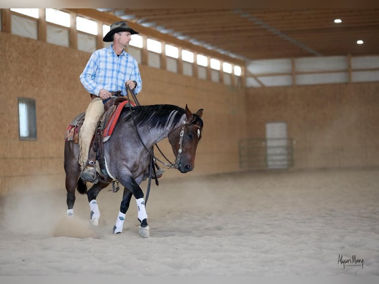 American Quarter Horse Mare 5 years 14,1 hh Roan-Bay in Bellevue, IA