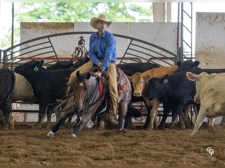 American Quarter Horse Mare 5 years 14,1 hh Roan-Bay in Bellevue, IA