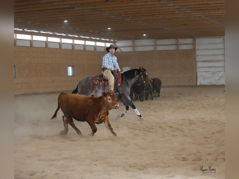 American Quarter Horse Mare 5 years 14,1 hh Roan-Bay in Bellevue, IA