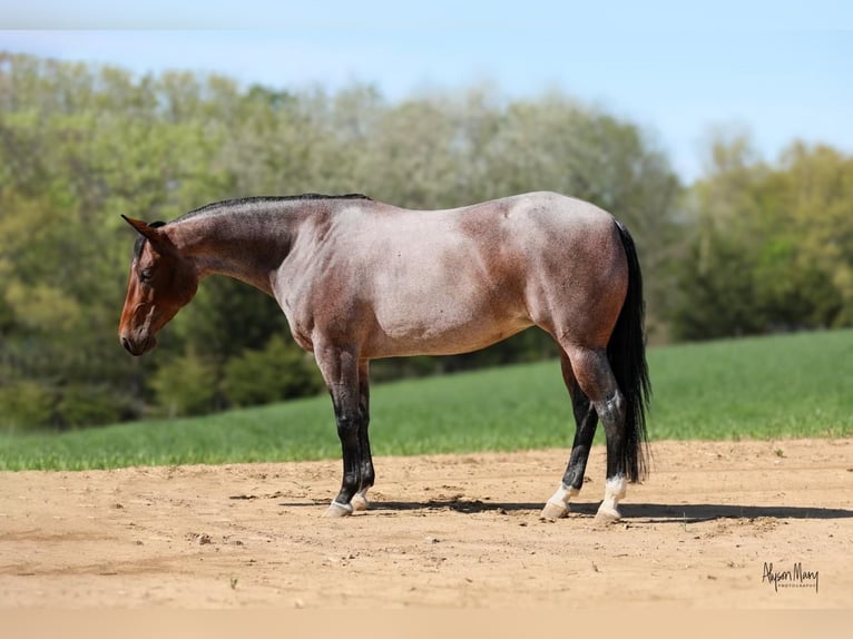 American Quarter Horse Mare 5 years 14,1 hh Roan-Bay in Bellevue, IA