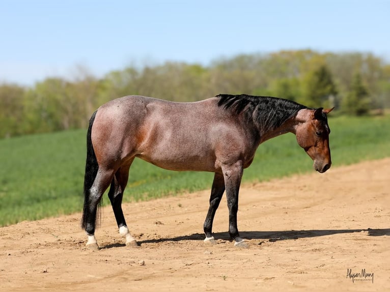 American Quarter Horse Mare 5 years 14,1 hh Roan-Bay in Bellevue, IA