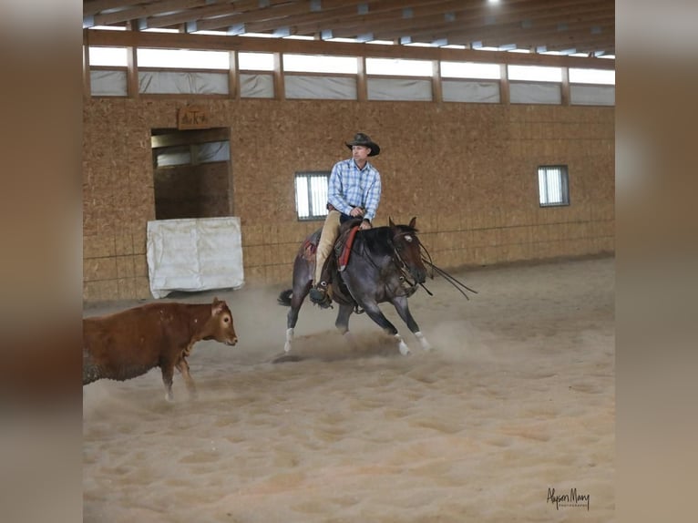 American Quarter Horse Mare 5 years 14,1 hh Roan-Bay in Bellevue, IA