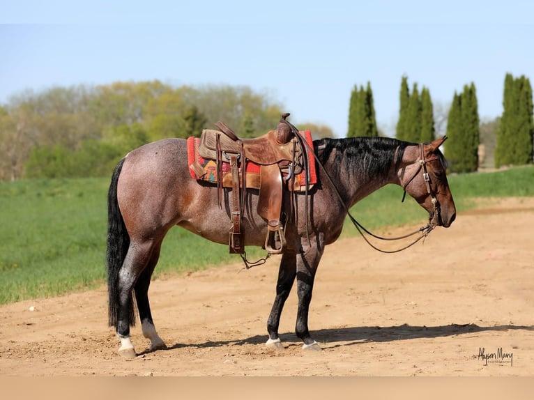 American Quarter Horse Mare 5 years 14,1 hh Roan-Bay in Bellevue, IA