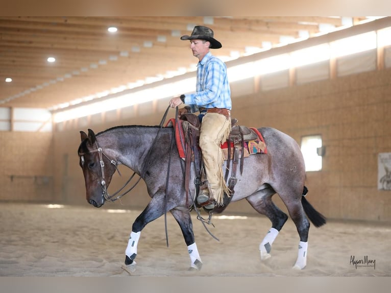 American Quarter Horse Mare 5 years 14,1 hh Roan-Bay in Bellevue, IA