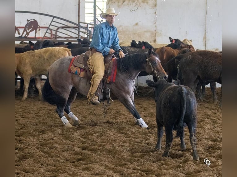 American Quarter Horse Mare 5 years 14,1 hh Roan-Bay in Bellevue, IA